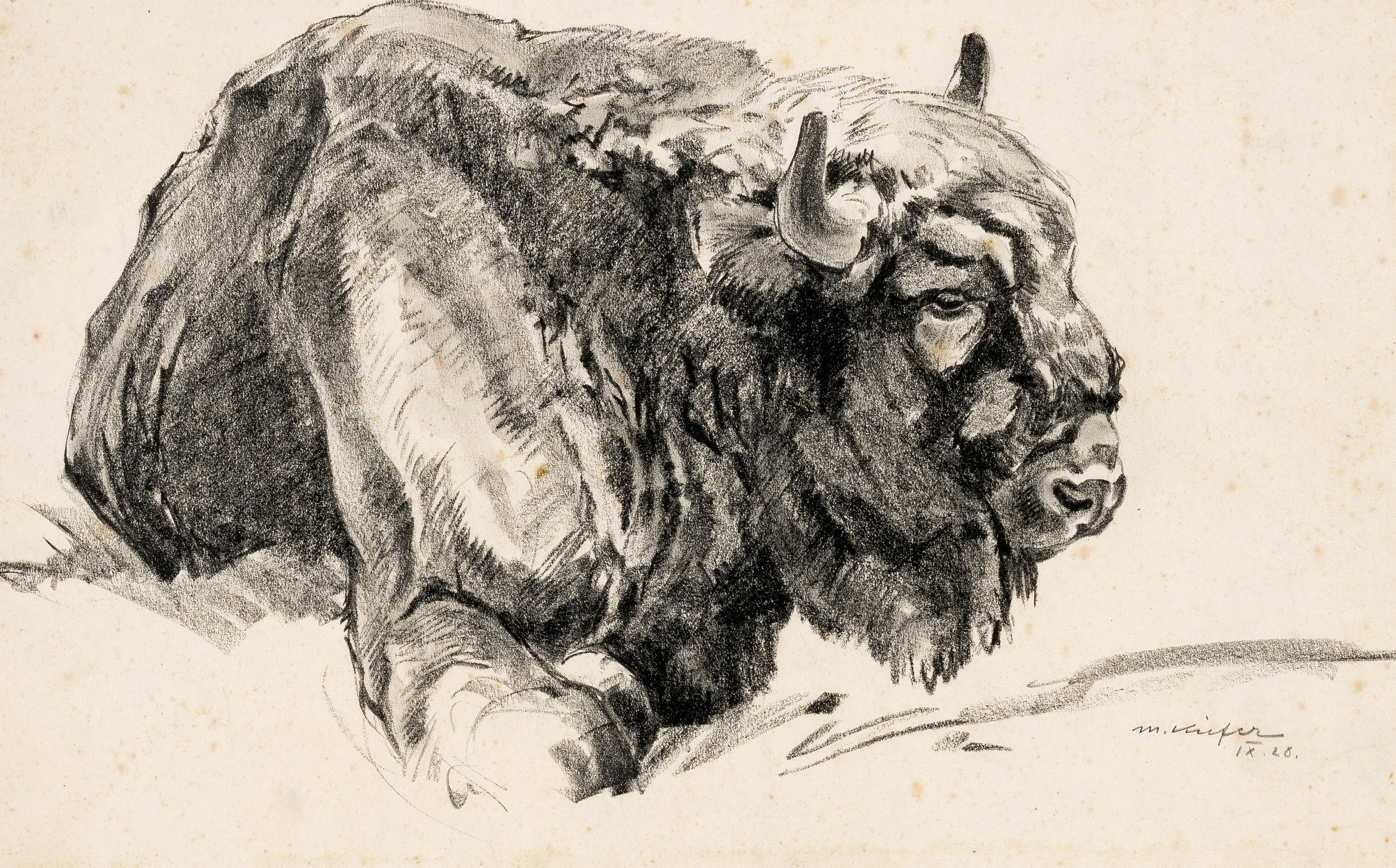 Bison ⋅ 1928 Image
