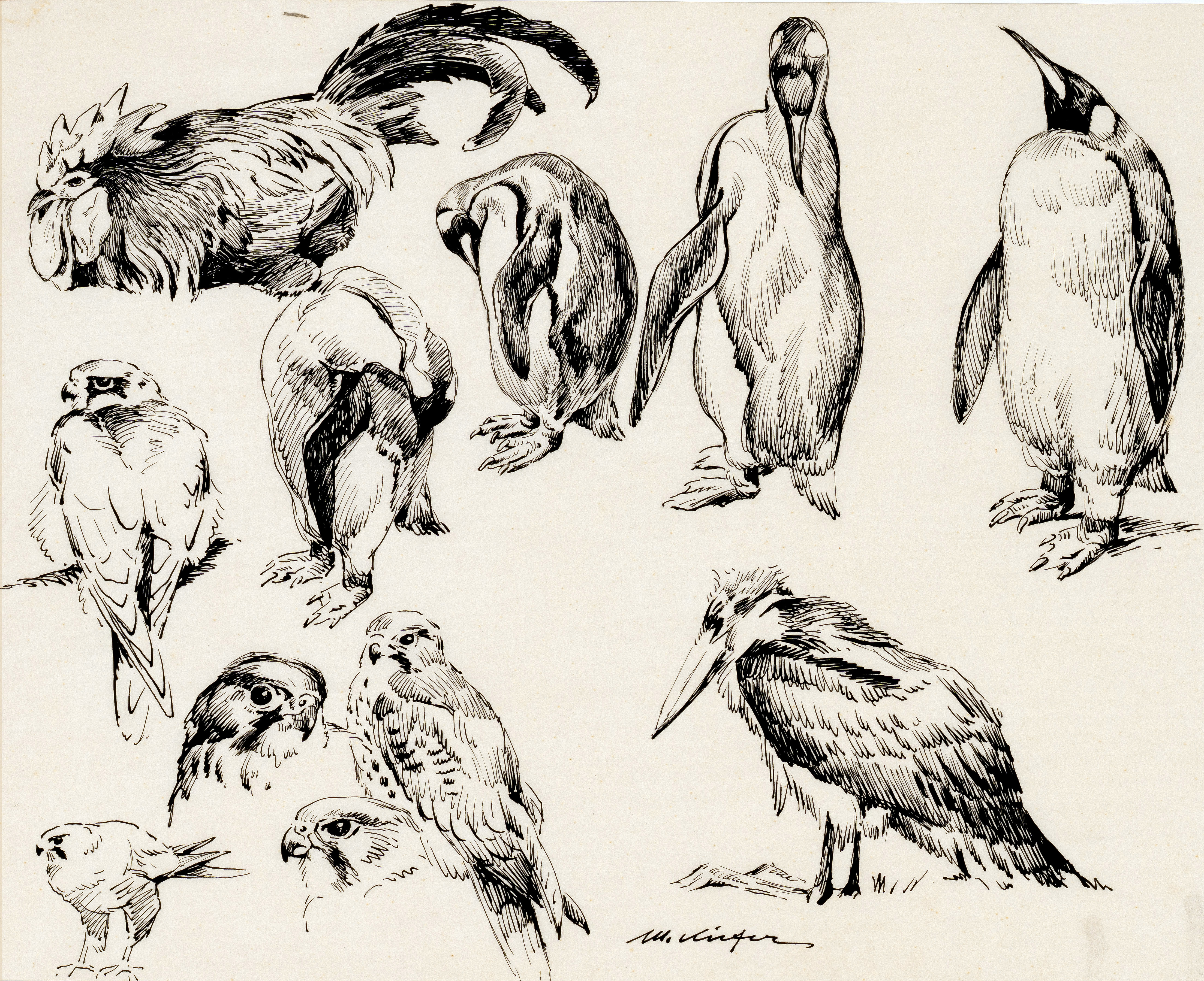 Tierstudien Image