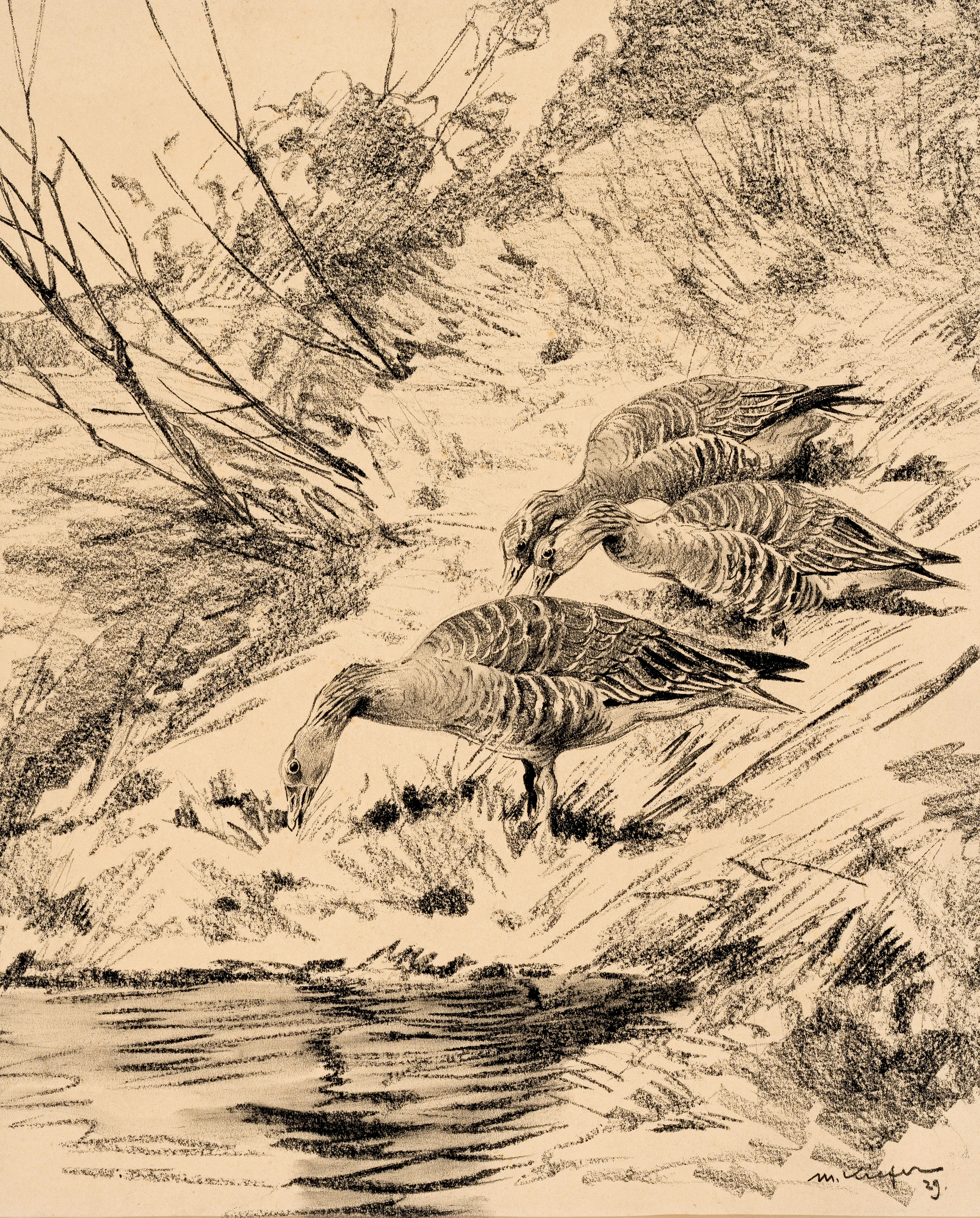 Graugänse ⋅ 1929 Image