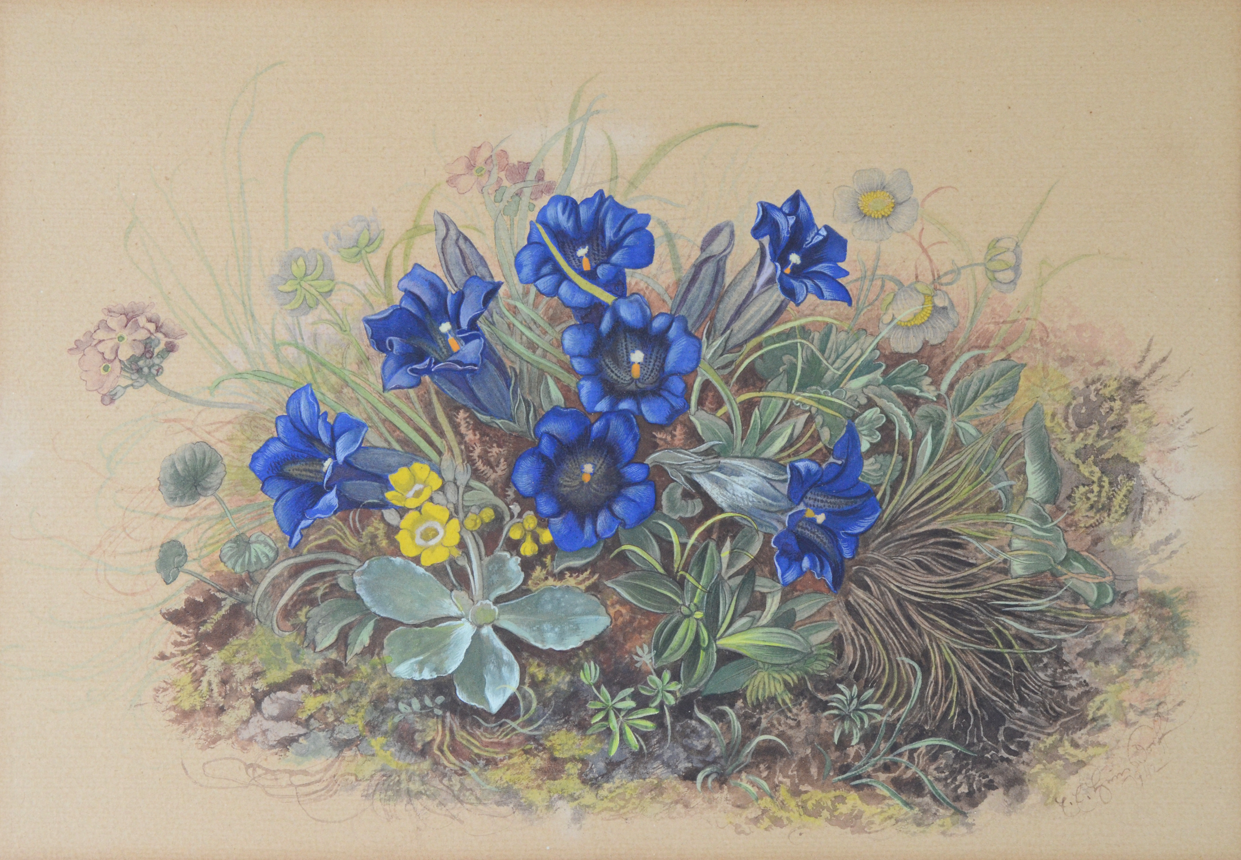 Enzian ⋅ 1942 Image