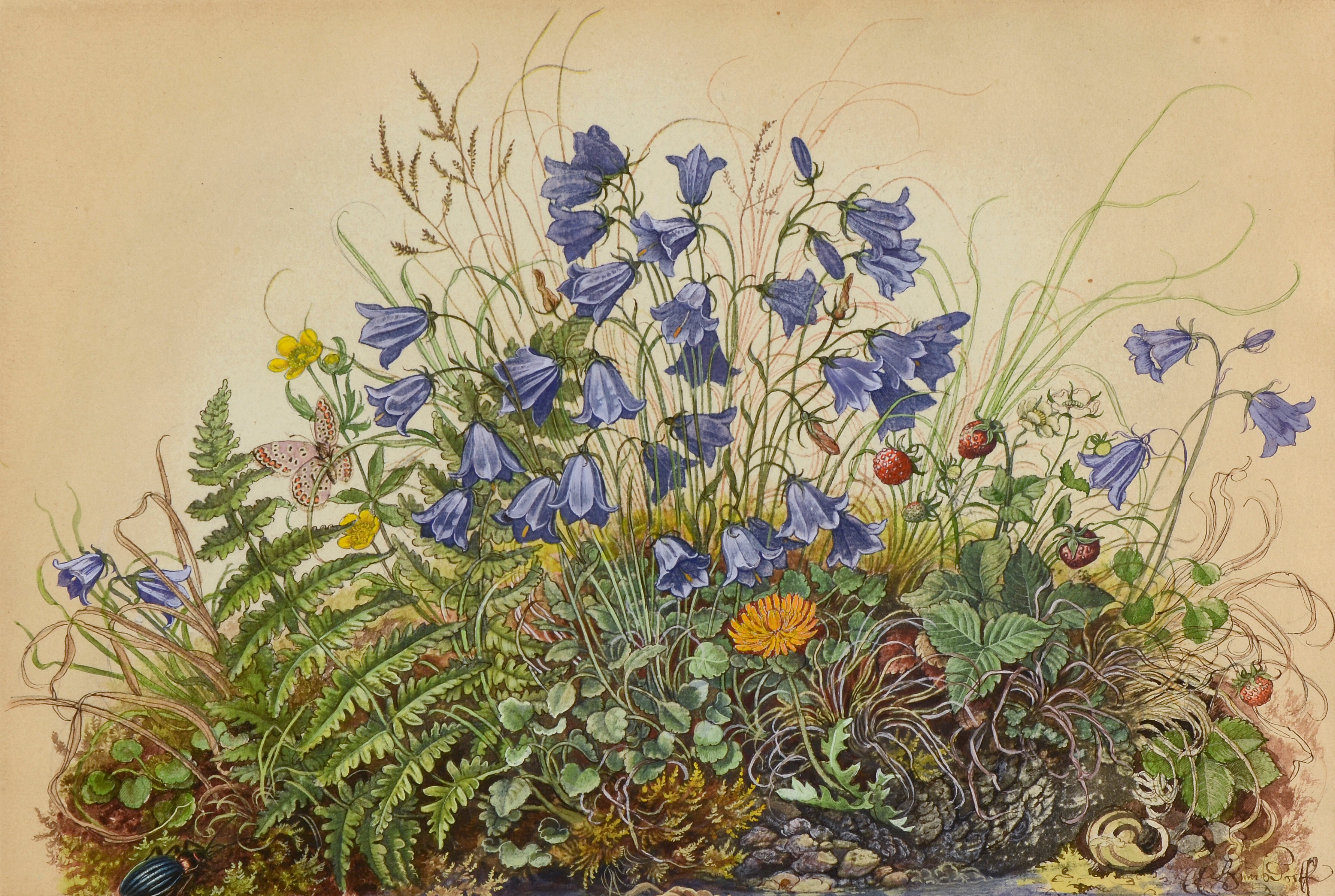 Wiesengrund mit Bergglockenblumen ⋅ 1942 Image