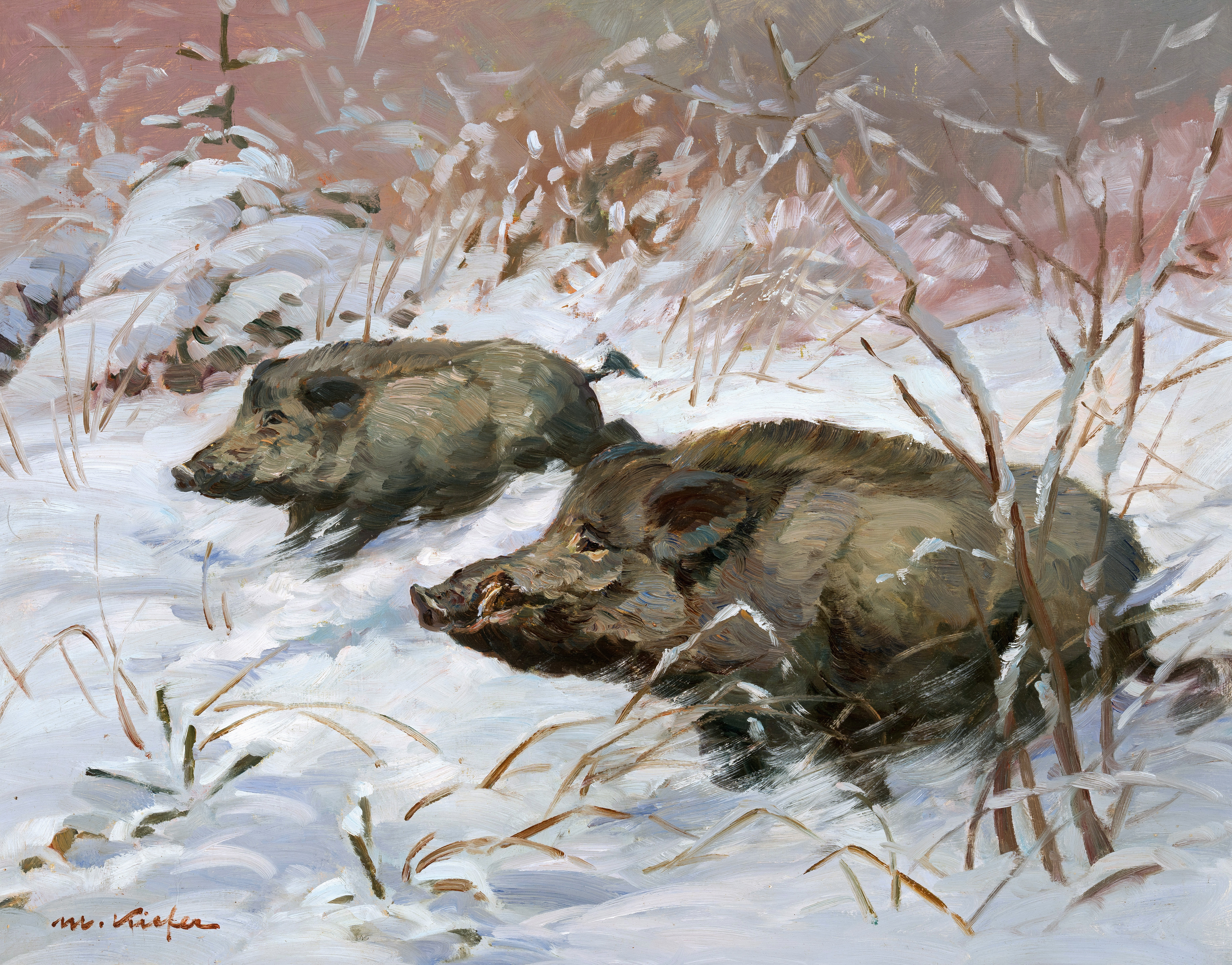 Wildschweine auf der Flucht ⋅ 1960 Image