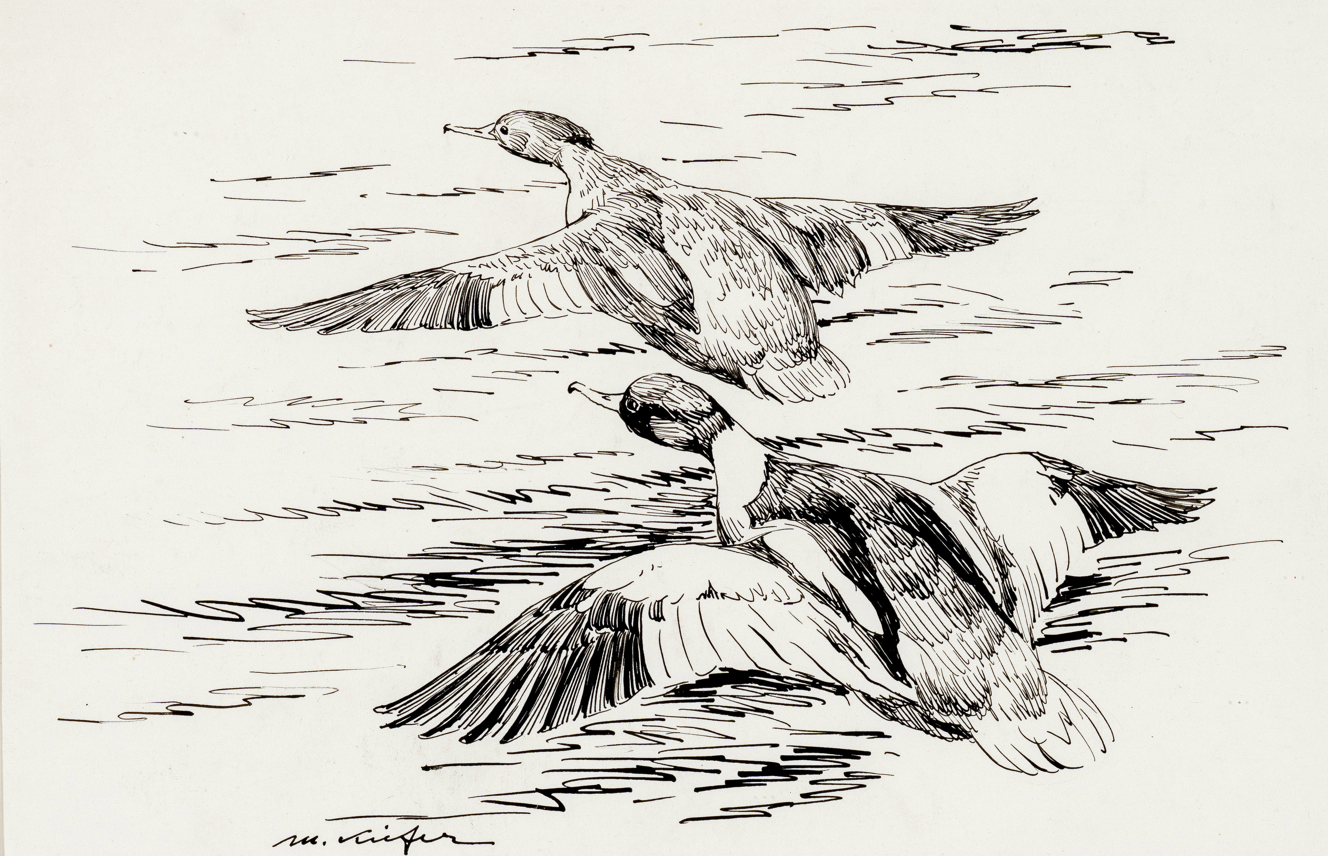 Gänsesäger Image