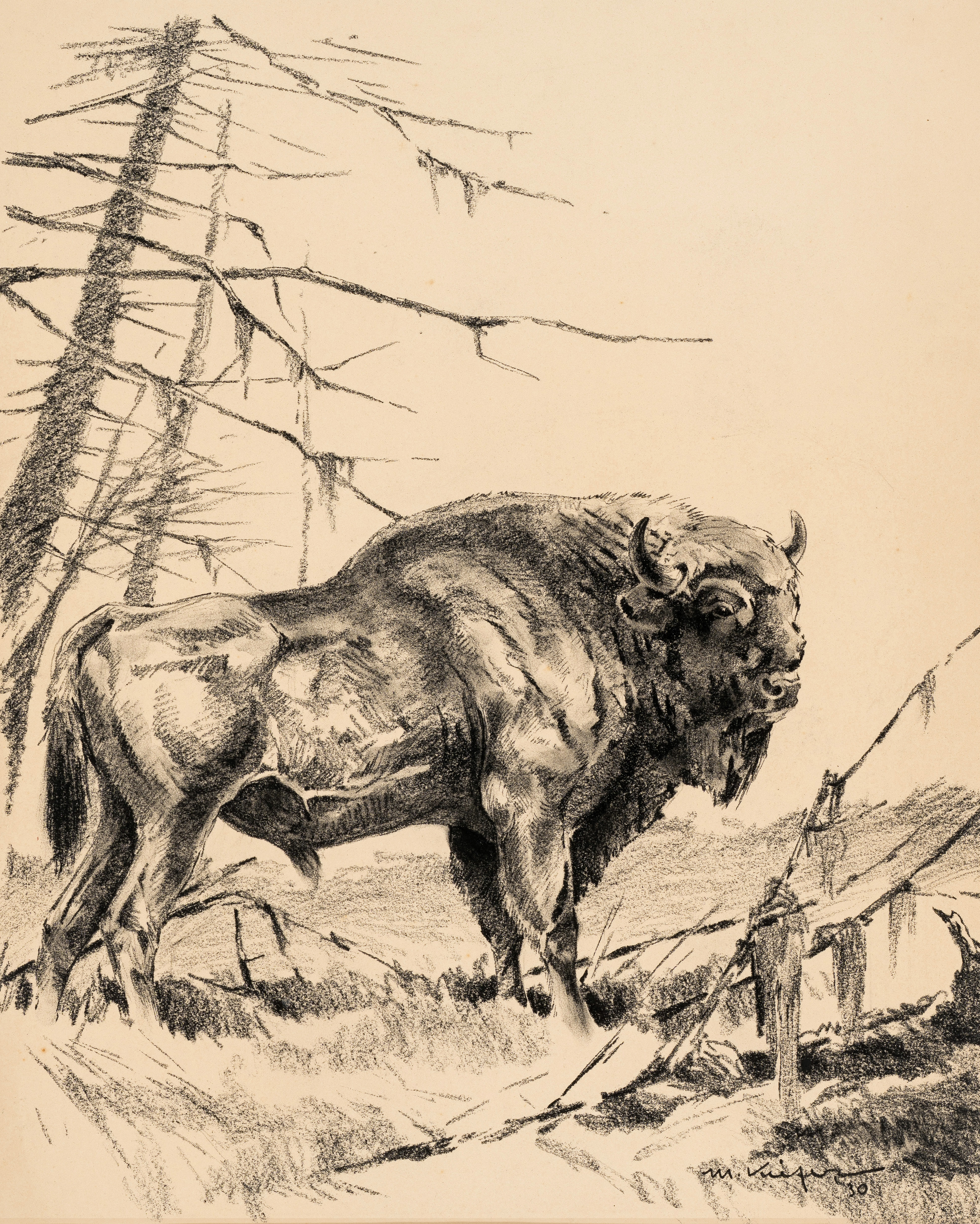 Wisent ⋅ 1930 Image