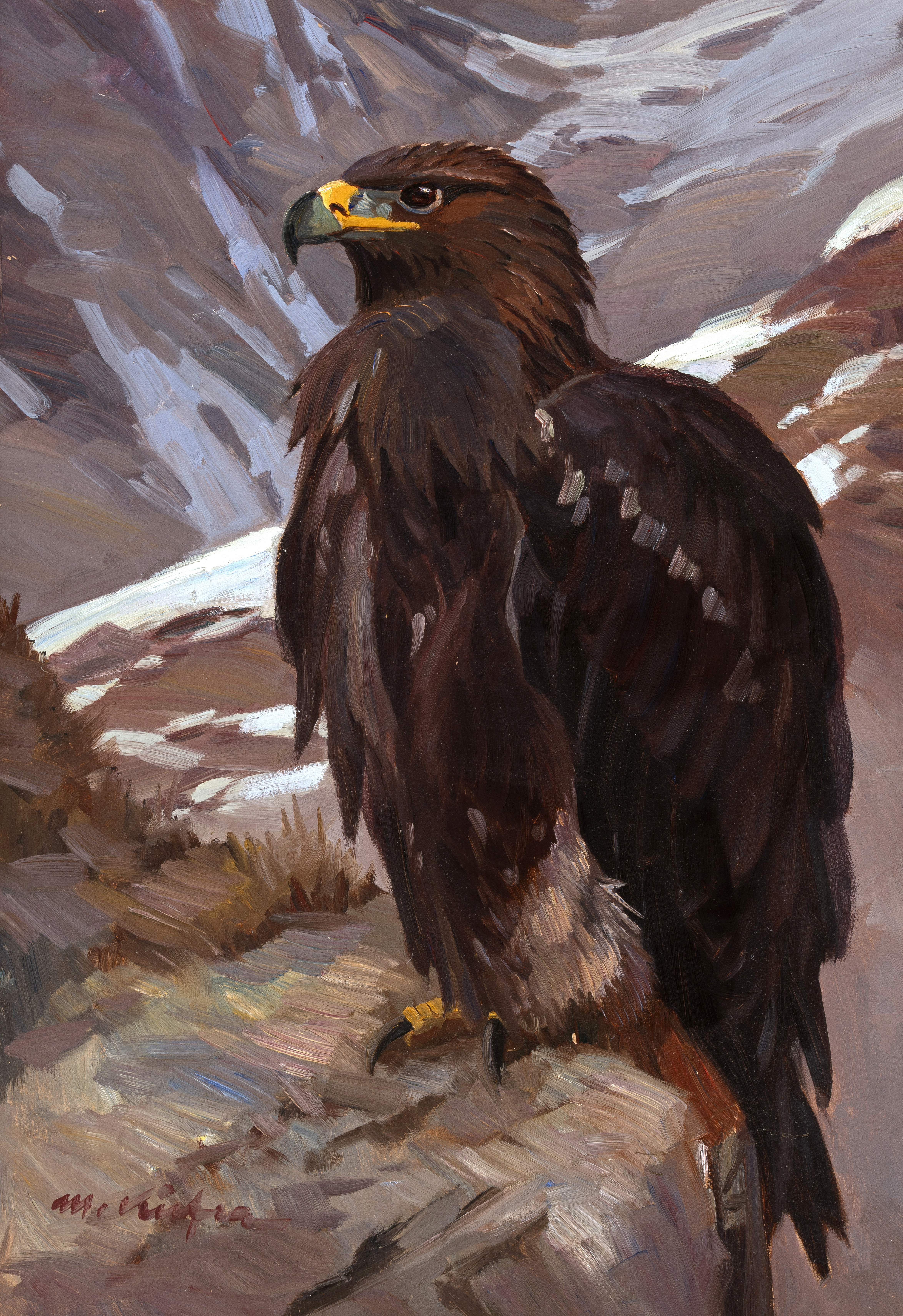 Steinadler im Hochgebirge Image