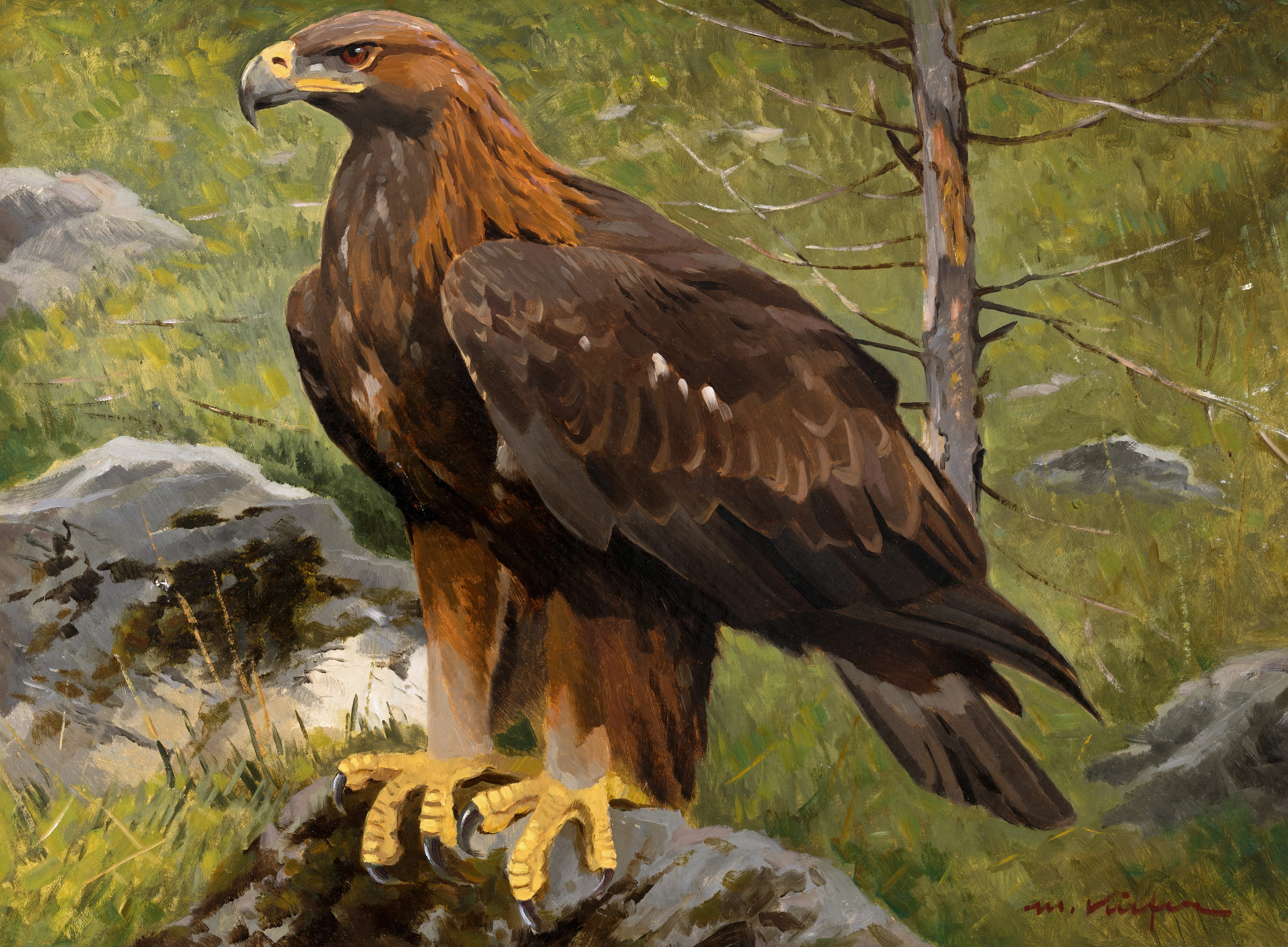 Steinadler Image