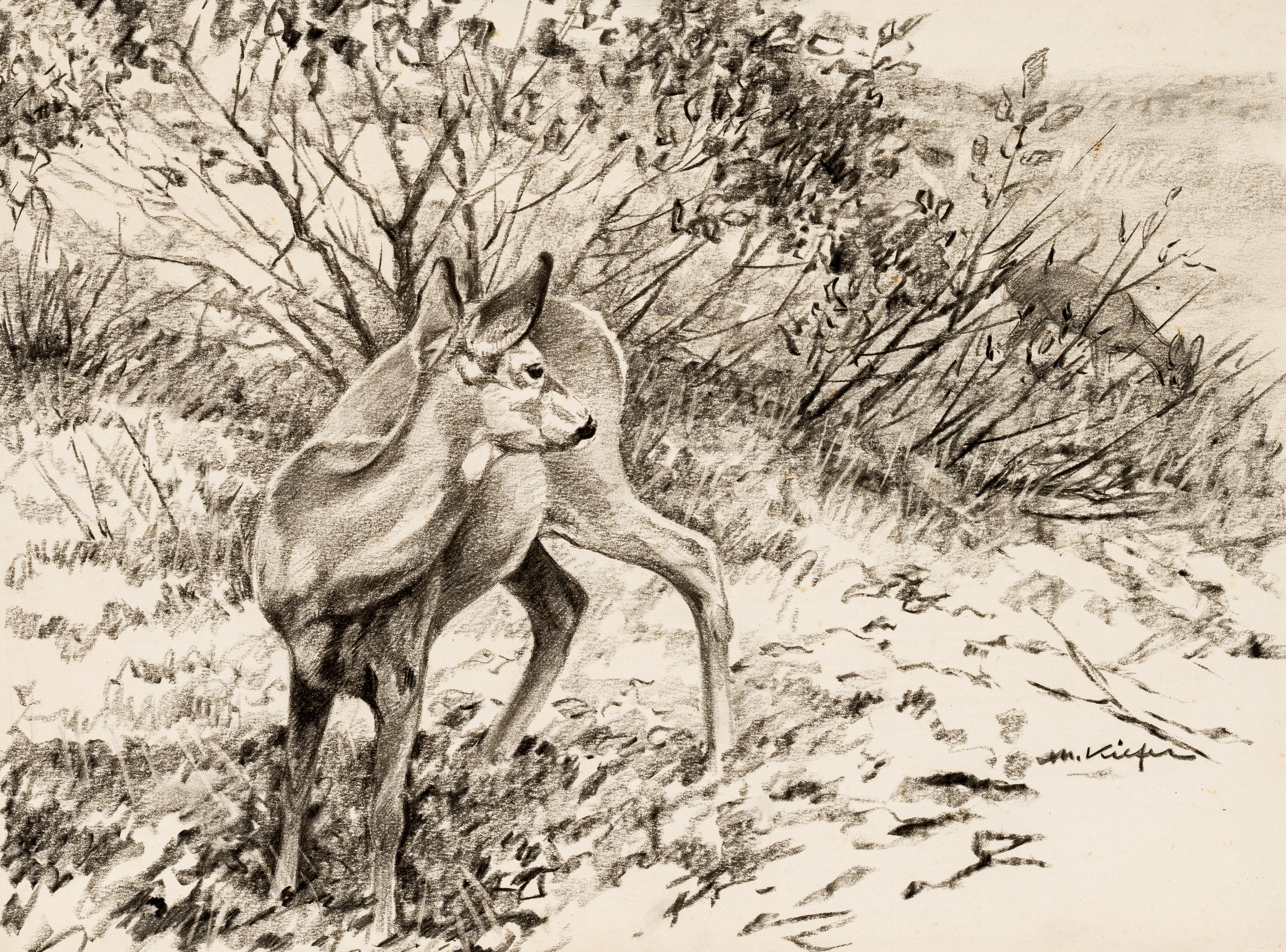 Rehe am Gebüsch Image